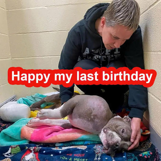 Heartbroken dog Juli waited 13 years at the shelter; today marks the dog’s final birthday