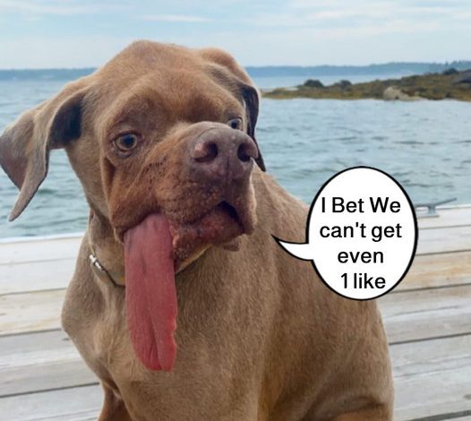 Dog left on beach discovers his forever family – and fame! – in Massachusetts