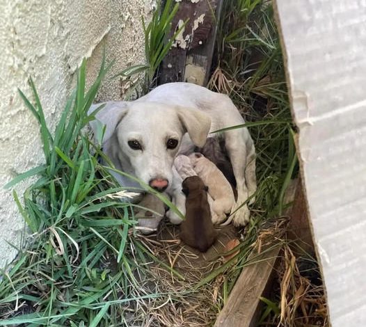 Rescuers Discover a Concealed Dog Beneath Bushes with a Delightful Surprise