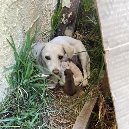 Rescuers Discover a Concealed Dog Beneath Bushes with a Delightful Surprise