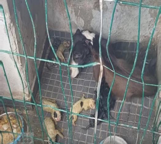 “SAVE ME” The mother dog, locked up her whole life, cried out in despair… Puppies were near death from prolonged starvation.