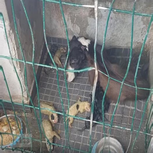 “SAVE ME” The mother dog, locked up her whole life, cried out in despair… Puppies were near death from prolonged starvation.