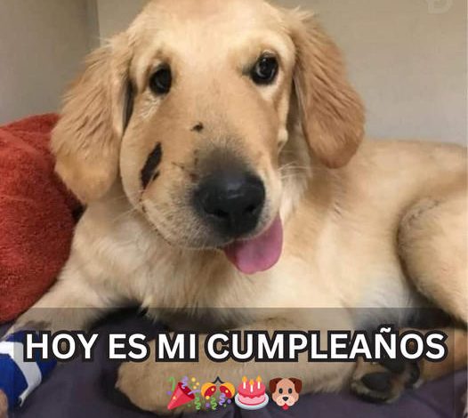 ¡Hoy es mi cumpleaños! ¡Aunque nadie me felicita, igual organizo una fiesta divertida y me premio con lo mejor de todo!