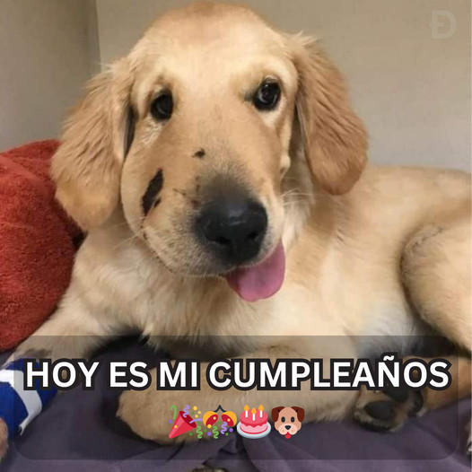 ¡Hoy es mi cumpleaños! ¡Aunque nadie me felicita, igual organizo una fiesta divertida y me premio con lo mejor de todo!