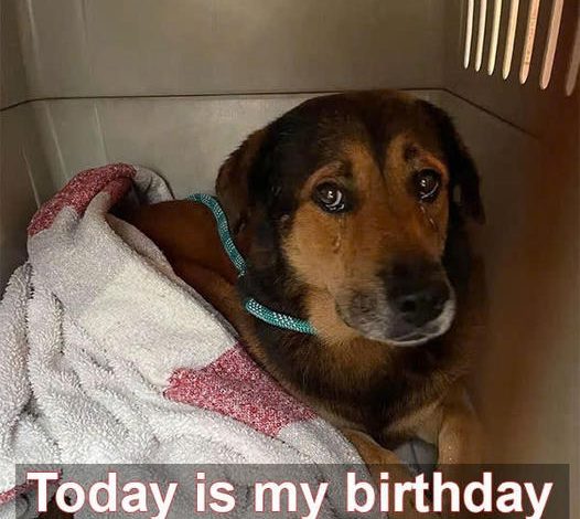 It’s my 6th birthday at the shelter today, hoping to be adopted soon.