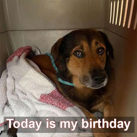 It’s my 6th birthday at the shelter today, hoping to be adopted soon.