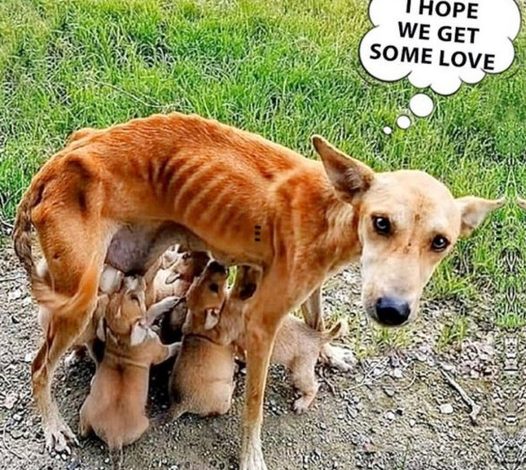 Thin and exhausted, a mother dog searches for assistance and a permanent home, all while caring for her six defenseless puppies