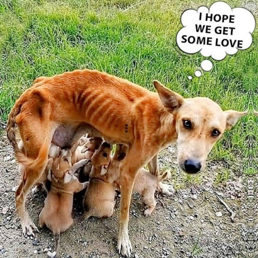 Thin and exhausted, a mother dog searches for assistance and a permanent home, all while caring for her six defenseless puppies