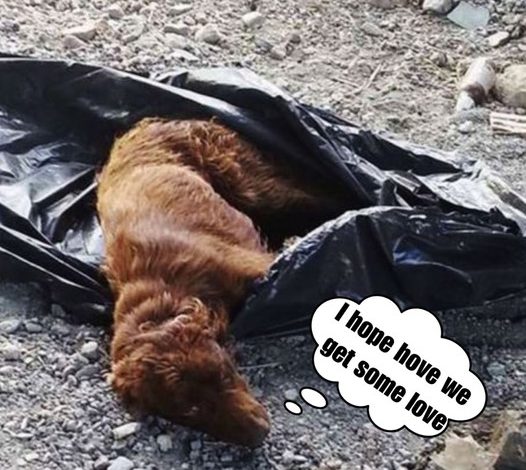 By the riverbank, he found a puppy tied to a trash bag, abandoned, and decided to rescue it