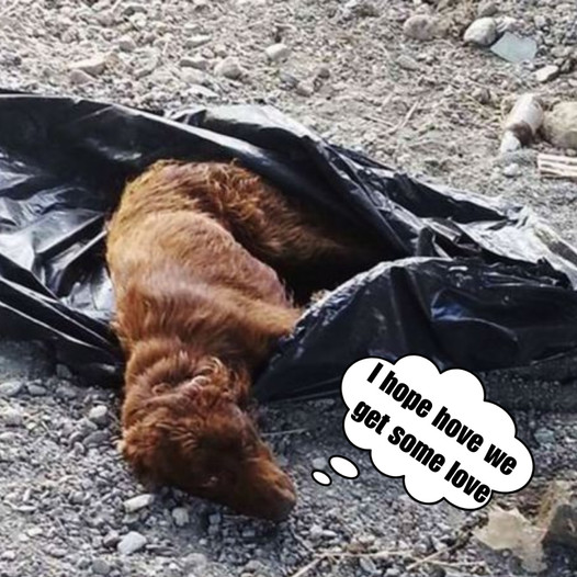 By the riverbank, he found a puppy tied to a trash bag, abandoned, and decided to rescue it