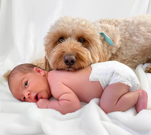 When the Family Dog Joins the Newborn’s First Photo Session: Heartwarming and Precious Moments