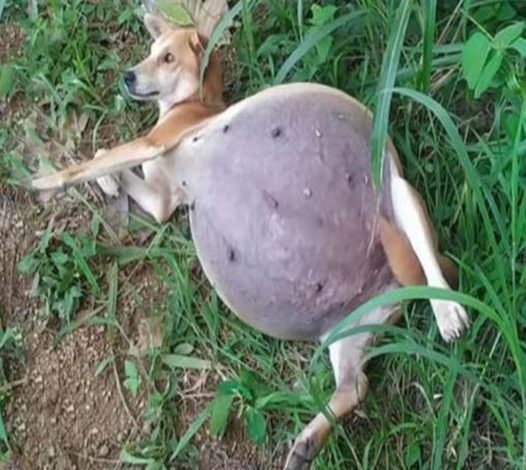 A skinny dog with a belly so large it seems like it’s bursting. She Lifted Her Head And Pleaded, But Everyone Still Ignored Her Even Though She Cried Desperately