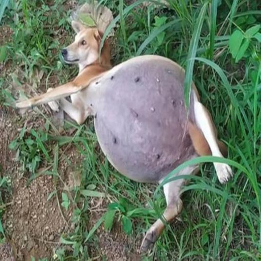 A skinny dog with a belly so large it seems like it’s bursting. She Lifted Her Head And Pleaded, But Everyone Still Ignored Her Even Though She Cried Desperately