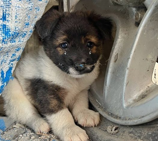 The abandoned puppy cried helplessly, its tiny body trembling with fear, but found comfort and happiness once rescued.