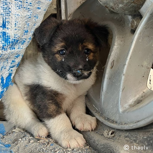 The abandoned puppy cried helplessly, its tiny body trembling with fear, but found comfort and happiness once rescued.