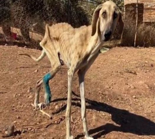 HEARTBREAKING RESCUE: Sam has lived his whole life on the streets. He’s nothing but a walking skeleton!