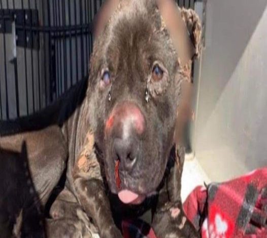 Tiny Dog Endured Humanity’s Worst: Just 1% Chance of Eye Recovery, His Body Ravaged, Malnourished, Kidnapped, Used as Bait, and Finally Tossed into a Ditch Like Garbage!