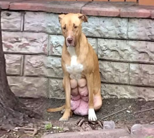 Dog With Full Breasts, Desperately Awaiting Owner Who Took Her Pups And Left Her