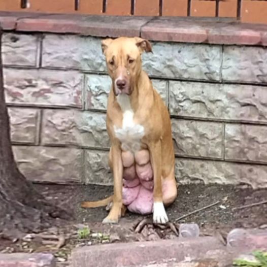 Dog With Full Breasts, Desperately Awaiting Owner Who Took Her Pups And Left Her