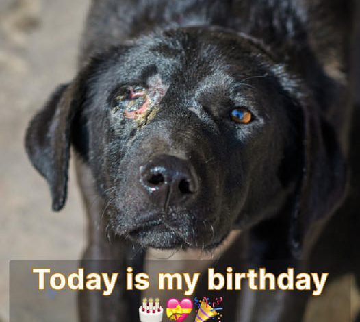 Stray Dog Starts a Fresh Chapter on His Birthday