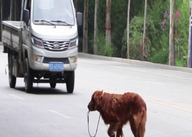 Neglected Dog Grips Leash, Crying, Hit By Car While Crossing The Road In Search Of Owner