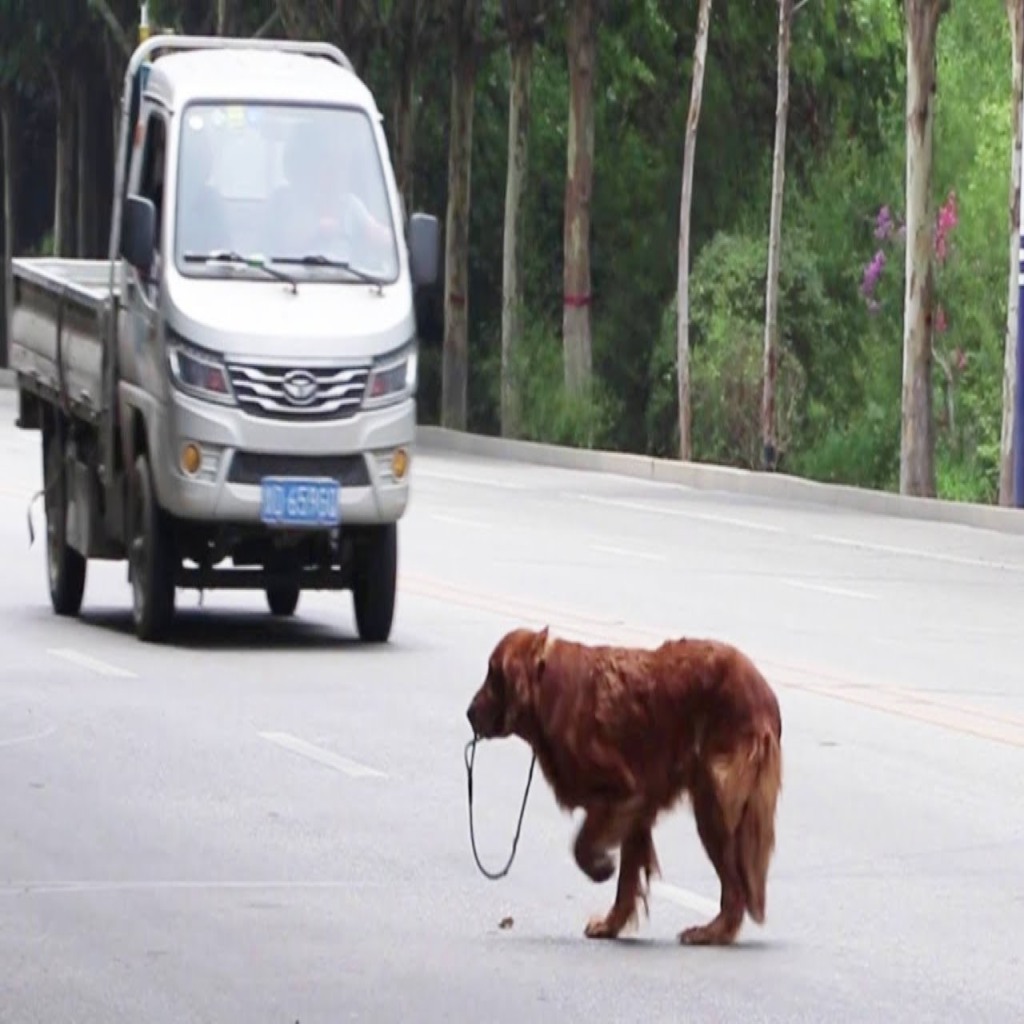 Neglected Dog Grips Leash, Crying, Hit By Car While Crossing The Road In Search Of Owner