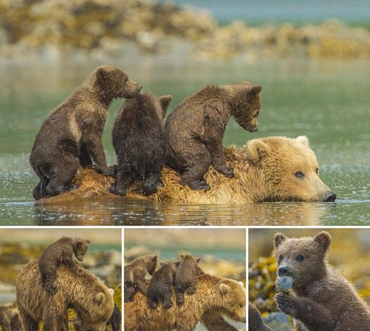 No need to worry, I’ll get you across the river! Enjoy a stylish river journey as grizzly bear cubs ride on their mother’s back while crossing a river in Alaska.