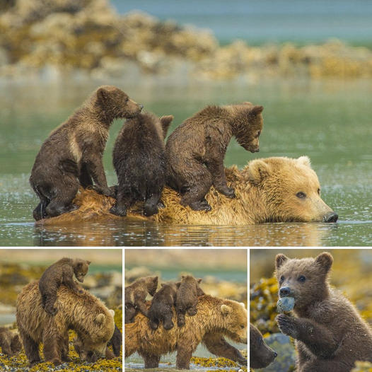 No need to worry, I’ll get you across the river! Enjoy a stylish river journey as grizzly bear cubs ride on their mother’s back while crossing a river in Alaska.