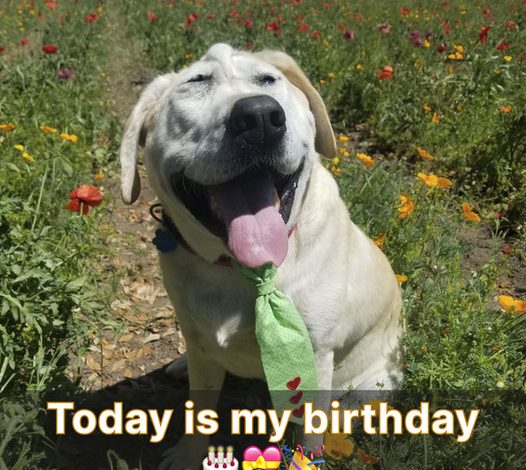 It’s my birthday today, and receiving your congratulations would make me very happy