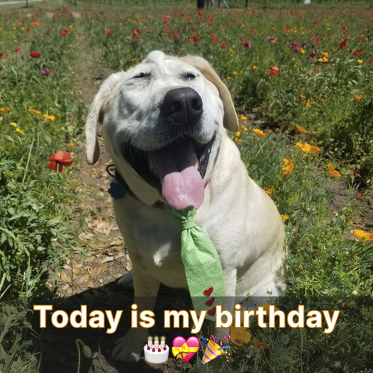 It’s my birthday today, and receiving your congratulations would make me very happy