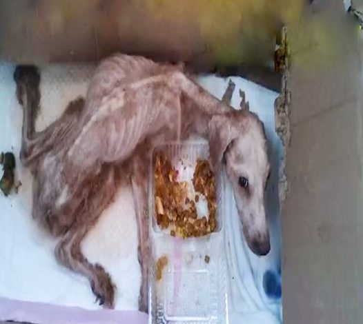 The dog was discovered in a deserted house; the owner left and abandoned it