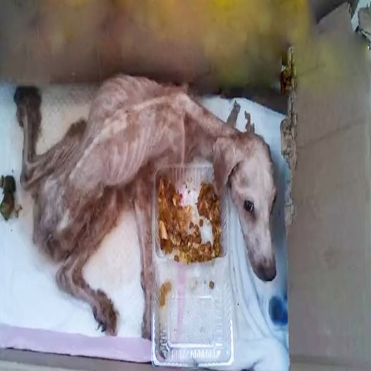 The dog was discovered in a deserted house; the owner left and abandoned it