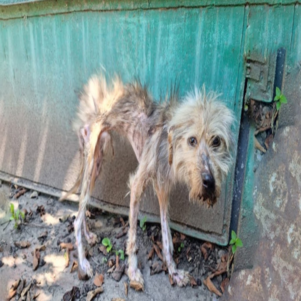 A Starving Puppy, Weary, Vomiting, Confused Like A Doll