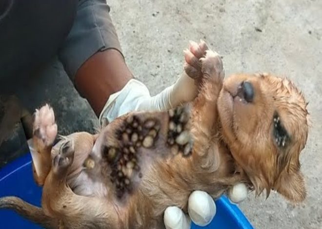 The dog was infested with ticks and wept as he was being rescued