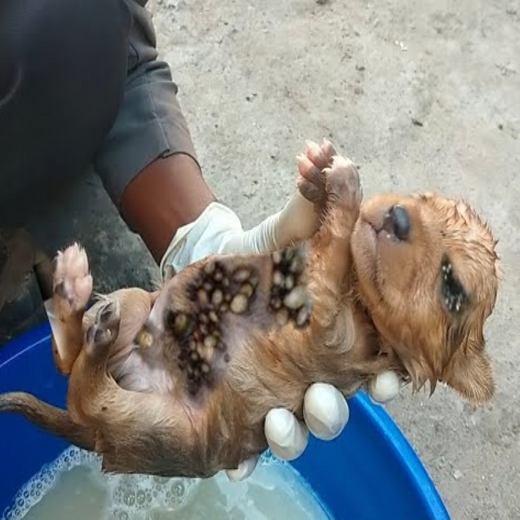 The dog was infested with ticks and wept as he was being rescued