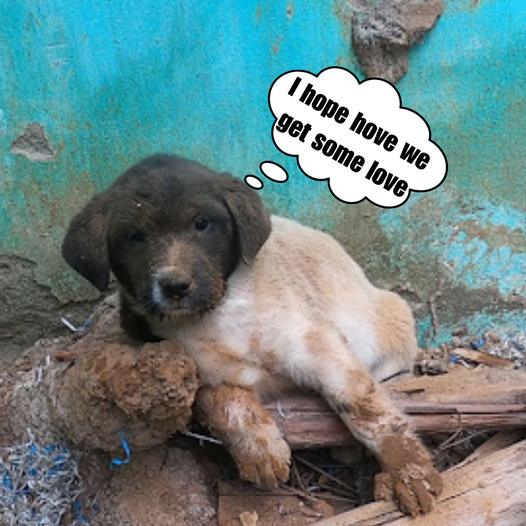 A dog abandoned waits for its owner to come back for days!