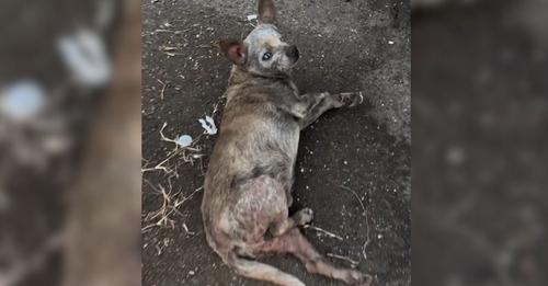 Elderly Dog Labeled “Ugly And Old” Finds Joy When Welcomed By A Compassionate Rescuer