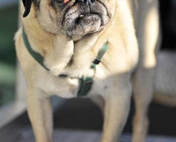 Milo’s 8th Birthday: The Wrinkled Pug with a Bulging Eye Who Found Love and Comfort