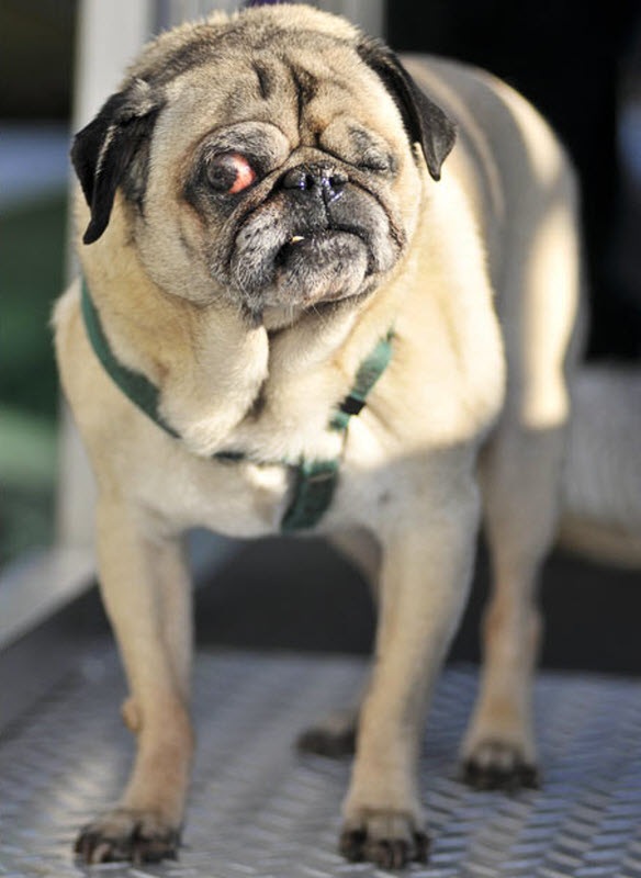 Milo’s 8th Birthday: The Wrinkled Pug with a Bulging Eye Who Found Love and Comfort