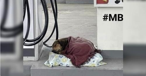 A gas station worker kindly aided a stray dog by offering a cozy blanket, creating a touching moment that warmed the hearts of passing pedestrians.