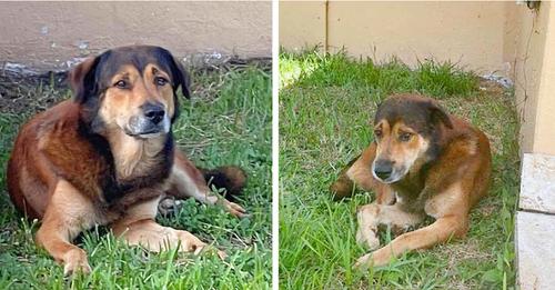 Loyal Dog Guards Home For Over A Month After Family Abandoned Him, Believing They Would Return