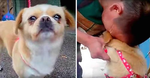 The Dog Realized He Was Being Abandoned; He Shook and Whimpered as He Saw His Owner Walk Away