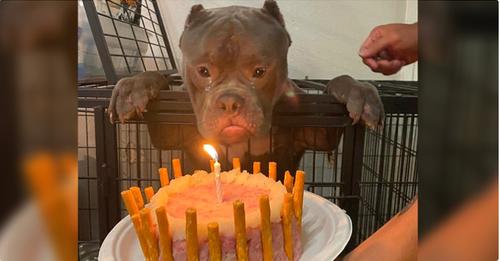 Homeless Dog Shed Genuine Tears Of Joy Celebrating His First Birthday At Shelter