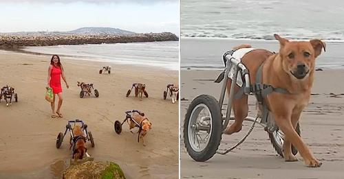 The heartwarming scene of a woman bringing her disabled dogs to the beach for a day of fun.