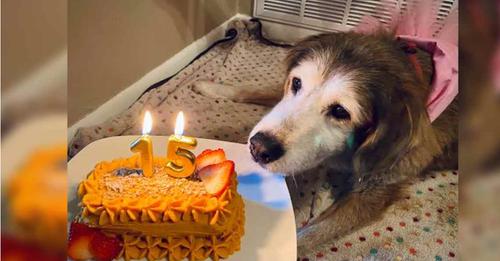 Happy birthday to her! A tear rolled down the dog’s face as he finally got a birthday cake after 15 years