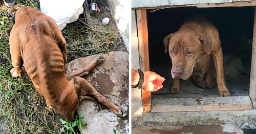 Paralyzed Dog Courageously Crawls Out From Under Abandoned House Into Rescuer’s Waiting Arms