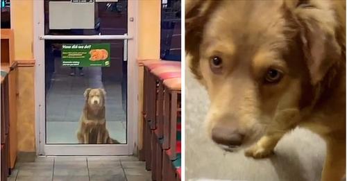 Each day, a stray dog visits the sandwich shop for a free meal