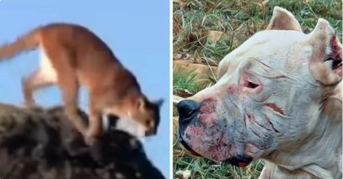 Dog Spots A Puma Chasing A Young Girl, And He Rushes Toward The Puma