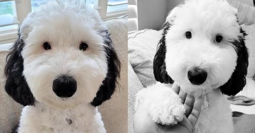 SNOOPY IN REAL LIFE: BAYLEY, THE DOG, IS AN EXACT TWIN TO THE CARTOON DOG