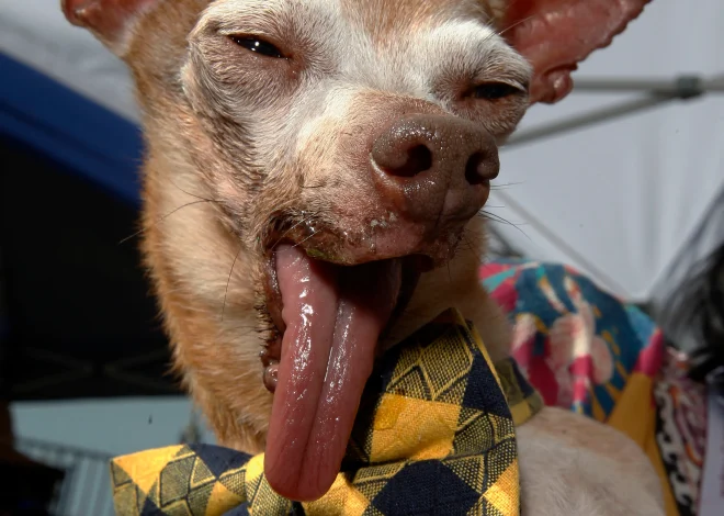 Benny’s 5th Birthday: The Bow-Tied Chihuahua with a Sleepy Smile and an Inspiring Journey